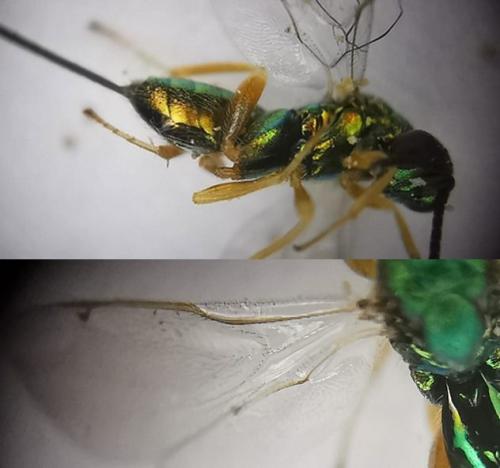 Torymus flavipes